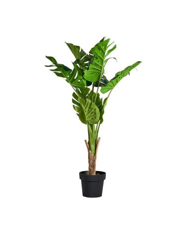 Planta monstera